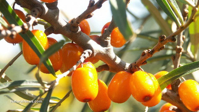 Sea buckthorn oil for a better body, inside and out